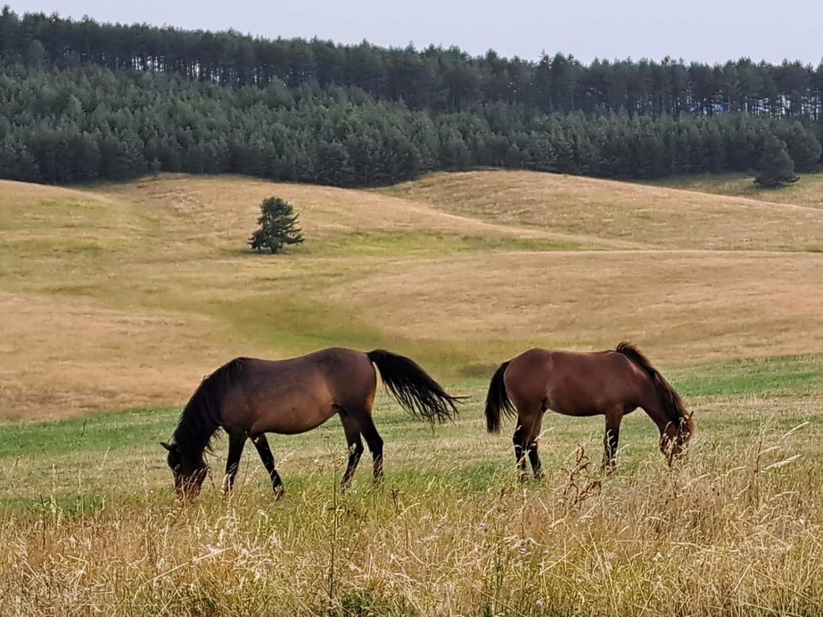 Apartman Nimfa Zlatibor Buitenkant foto